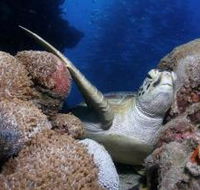 Light House Bommie Dive Site - Tourism Search