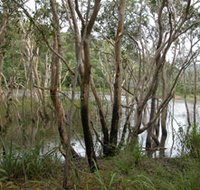 Mount Rooper Circuit and Swamp Bay Track - Tourism Search