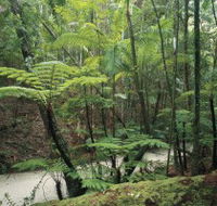 Fraser Island Great Walk - Tourism Search