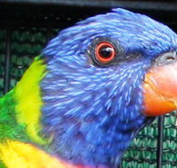 Fraser Coast Wildlife Sanctuary - Tourism Search