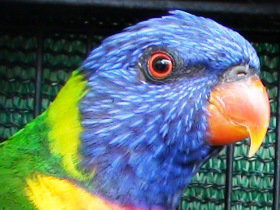 Fraser Coast Wildlife Sanctuary - Tourism Search 0