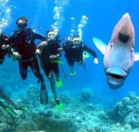Henderson's Rock Dive Site - Tourism Search