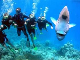 Henderson's Rock Dive Site - Tourism Search 0