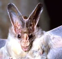 Mount Etna Caves National Park - Tourism Search