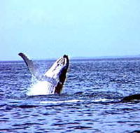 Whale Watching - Tourism Search