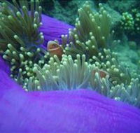 The Lady Bowen Dive Site - Tourism Search