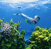 Wheeler Reef Dive Site - Tourism Search