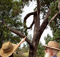 Charleville - Outback Native Timber Walk - Tourism Search