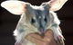 Charleville - Bilby Experience - thumb 0