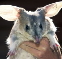 Charleville - Bilby Experience - Tourism Search