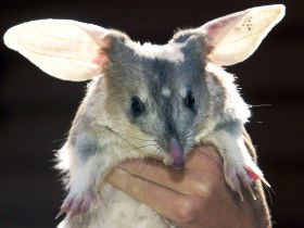 Charleville - Bilby Experience - Tourism Search 0