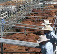 Dalrymple Sales Yards - Cattle Sales - Tourism Search