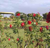 Elizabeth Park Rose Gardens - Tourism Search