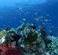 Cherubs Cave Dive Site - Tourism Search
