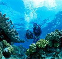 Coral Gardens Dive Site - Tourism Search