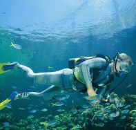 Manta Ray Bommie Dive Site - Tourism Search