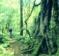 Mt Superbus - Tourism Search