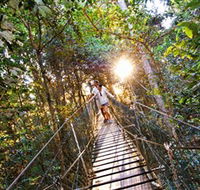 Tree Top Walkway - Tourism Search