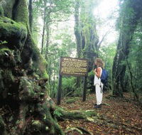 Tooloona Creek circuit - Tourism Search