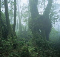 West Canungra Creek Circuit - Tourism Search