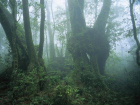 West Canungra Creek Circuit - Tourism Search 0