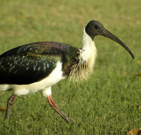Toowoomba Bicentennial Waterbird Habitat - Tourism Search 0