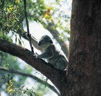 Daisy Hill Conservation Park - Tourism Search