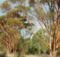 Myall Park Botanic Garden - Tourism Search