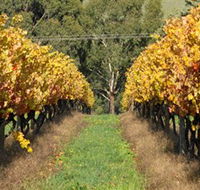 Wild Dog Winery  Restaurant - Tourism Search