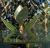 Jawbone Marine Sanctuary - Tourism Search