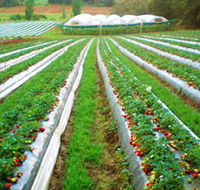 Kookaberry Strawberry Farm - Tourism Search