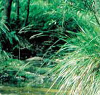Lerderderg State Park - Tourism Search