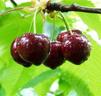 Red Hill Cherry Farm - Tourism Search