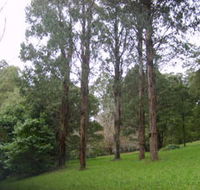 Mount Dandenong Arboretum - Tourism Search