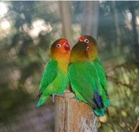 Ballarat Bird World - Tourism Search