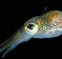 Corner Inlet Marine National Park - Tourism Search