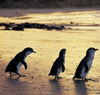 Phillip Island Nature Park - Tourism Search