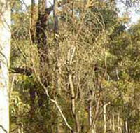 Warby-Ovens National Park - Tourism Search
