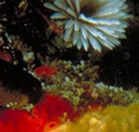 Point Cooke Marine Sanctuary - Tourism Search