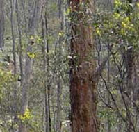 Heathcote-Graytown National Park - Tourism Search