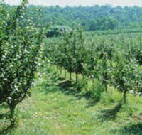 Pettys Orchard - Tourism Search
