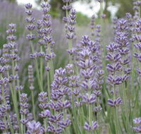 Warratina Lavender Farm - Tourism Search