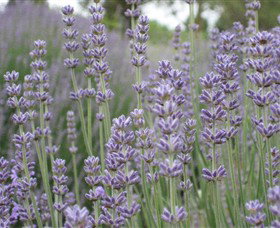 Warratina Lavender Farm - Tourism Search 0