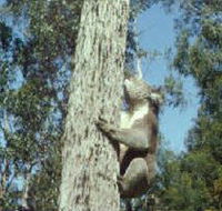 Creswick Regional Park - Tourism Search