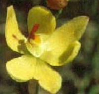 Langwarrin Flora and Fauna Reserve - Tourism Search