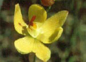 Langwarrin Flora And Fauna Reserve - Tourism Search 0