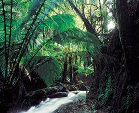 Lavers Hill VIC Tourism Search