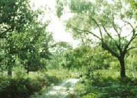 Holey Plains State Park - Tourism Search 0