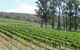 Piedmont Vineyard - thumb 0