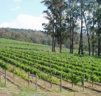 Piedmont Vineyard - Tourism Search